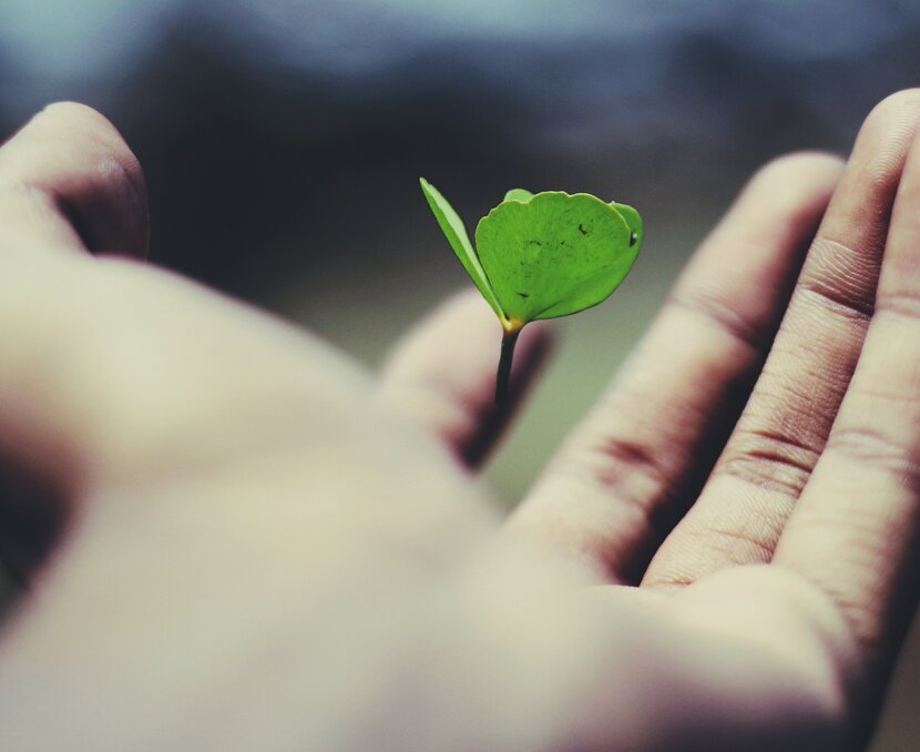 Hand hält einen Pflanzentrieb | © Unsplash, Name Gravity