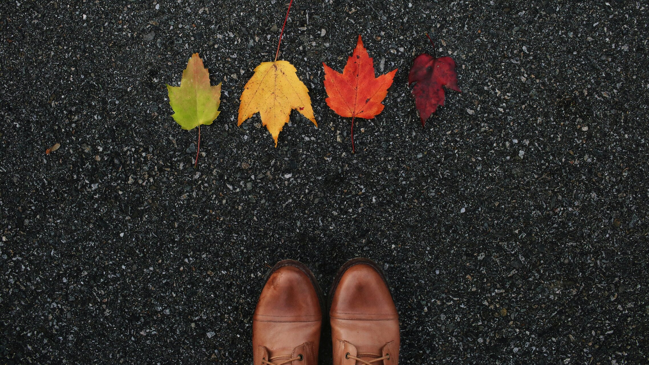 Person steht vor verschieden farbigen Blättern auf der Strasse | © Unsplash, Michael Fallon